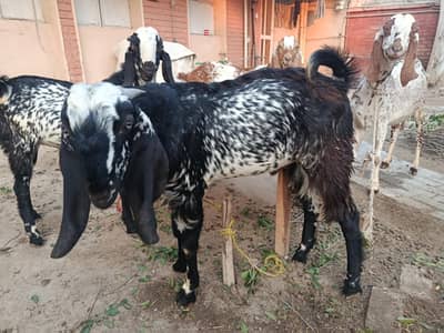 Mix breed male goats