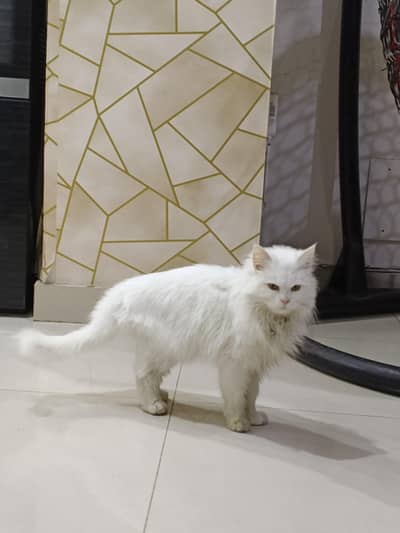 Persian double coat cat
