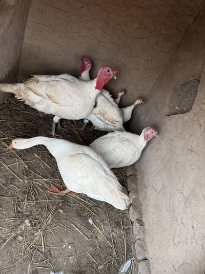 2 pairs turkey , 4 Mugs , 2 teetrian, 1 white male duck