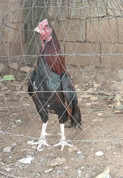 Lakha murgha peeli madi