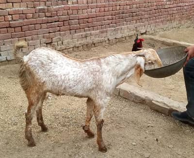 makhi cheena bakra for sale in Gujranwala 03188305150 only whatsapp