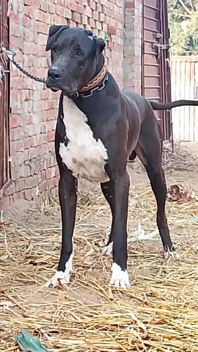 Bully dog for sale |pure Pakistan patha . only WhatsApp no 03478865245