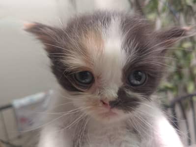 calico kitten for sale