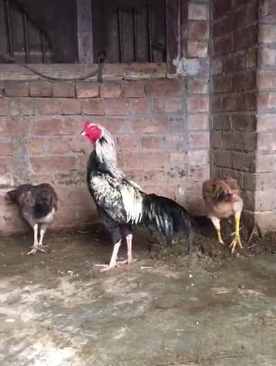 Aseel Murga and murgiyan for sale