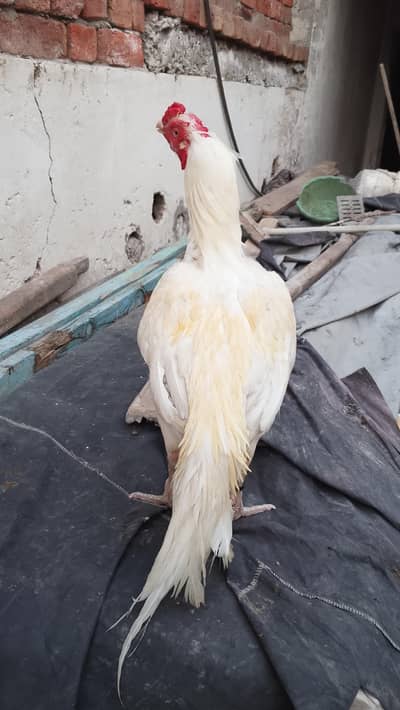 MashAllah high quality Heera murga