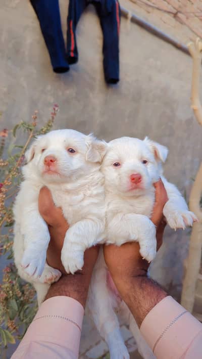 Russian female puppies available for new home