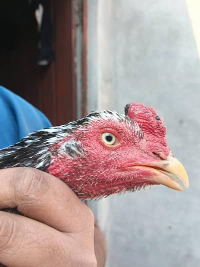 Aseel 2 murgay or 3 Murgia for sale