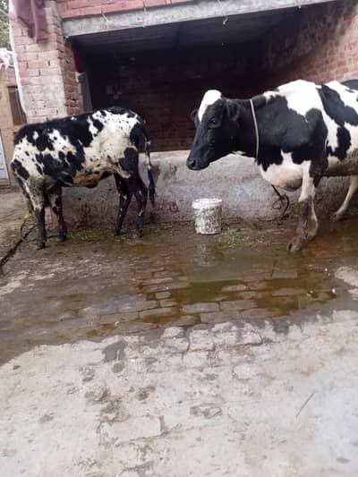 two cows for sale