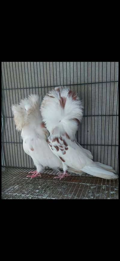 top quality Jacobin pair