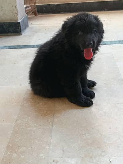 German shepherd long coat male puppy