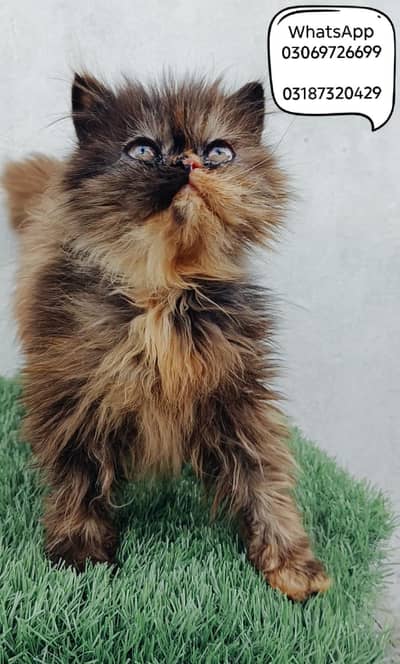 Exotic female kitten extreme punch peki from CFA piki/peke Bloodline