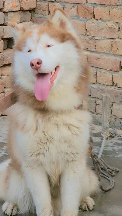 Husky dog male