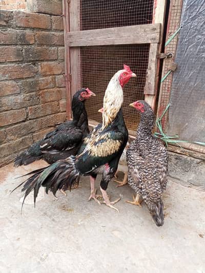 1 Murga  or 3 Murgiya