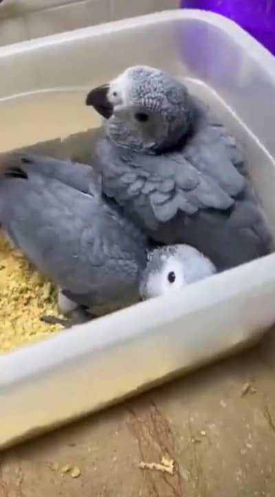 African grey parrot
