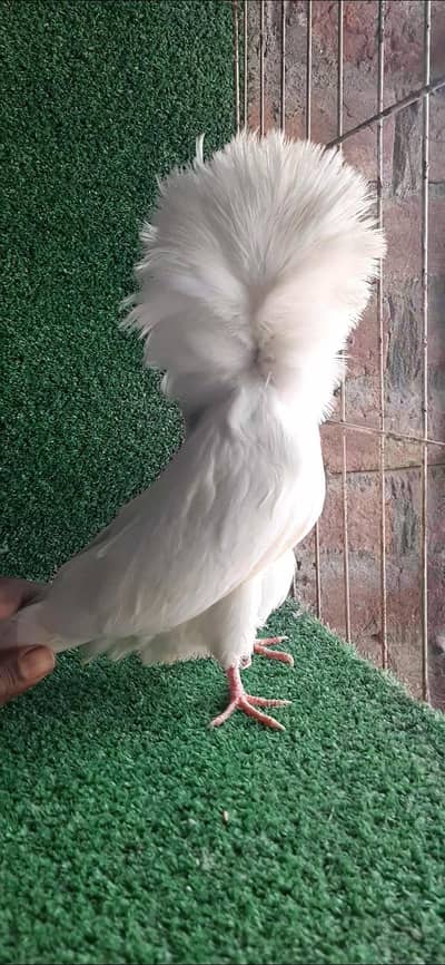 all jacobin and khumry white 2female