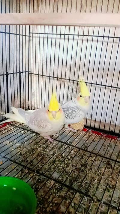 breeder bounded cocktail 2 pairs and lovebirds 2 pair