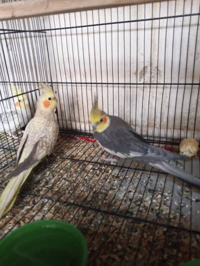 breeder bounded cocktail 2 pairs and lovebirds 2 pair