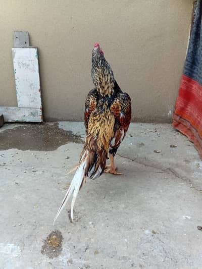 High quality young aseel pair for sale