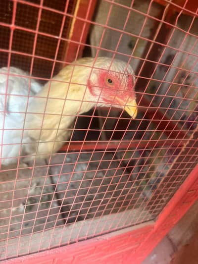 Heera aseel pathi water