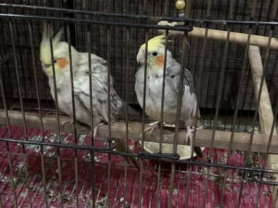 Cockatiel Birds