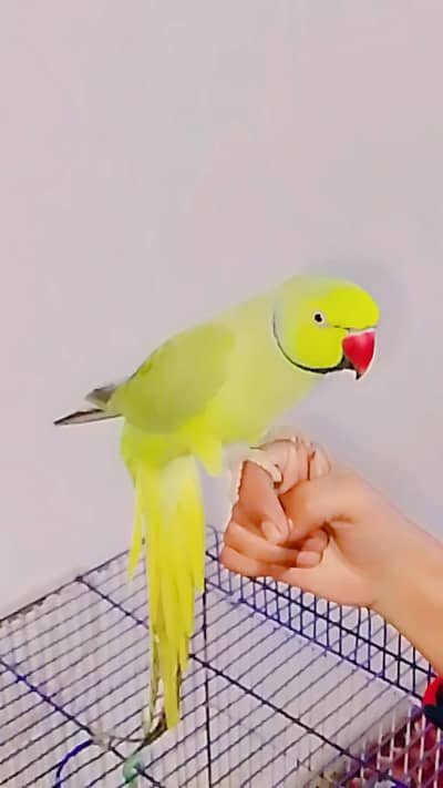 Parrot