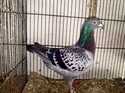 Top Quality Qasid Male with stamp and rings