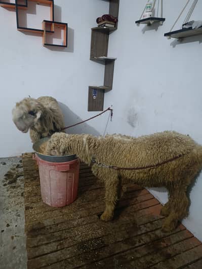 2 mundra chatry for sale