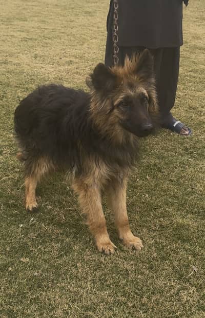 Long coat Gsd