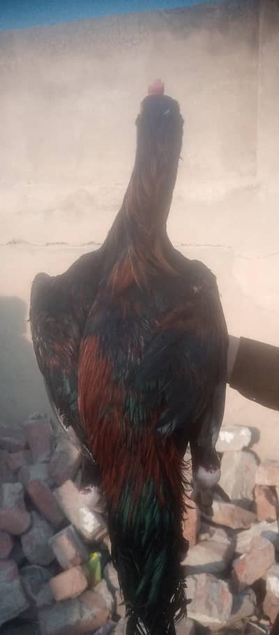 ASEEL MURGA for sale