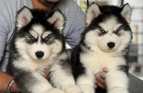 husky puppies 03425655411