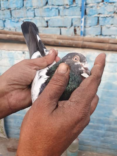 ٹیڈی اور زاکھ میل