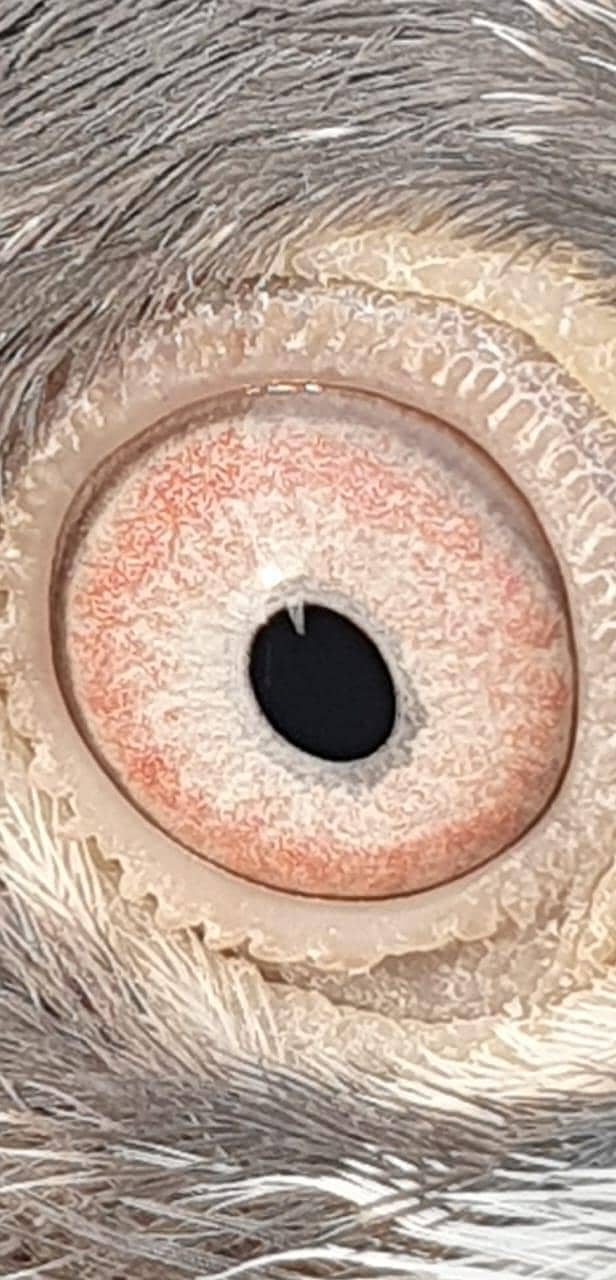 ٹیڈی اور زاکھ میل 1