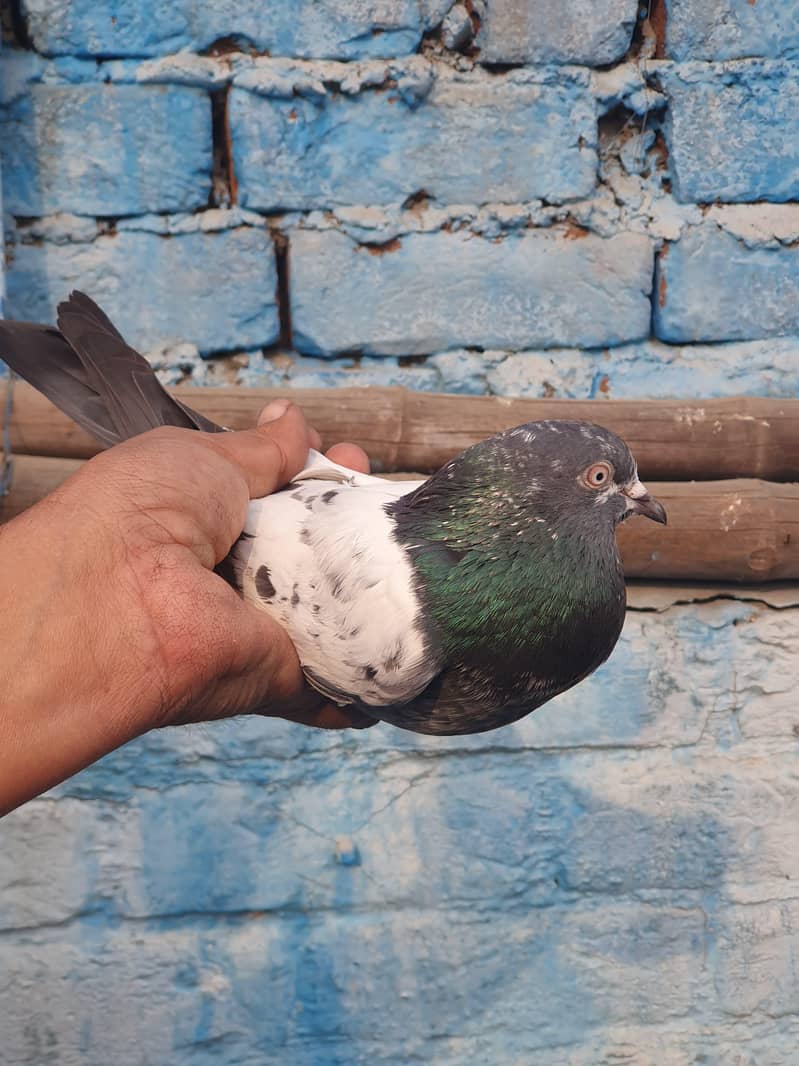 ٹیڈی اور زاکھ میل 2