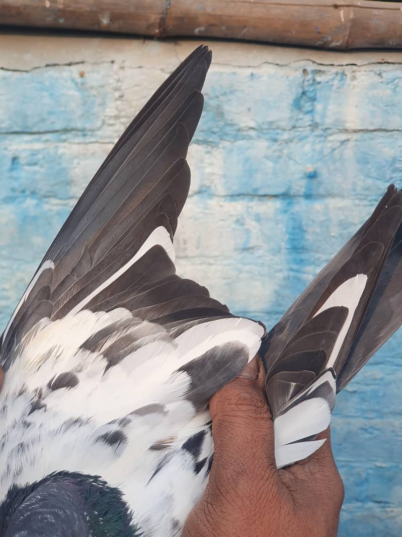 ٹیڈی اور زاکھ میل 4