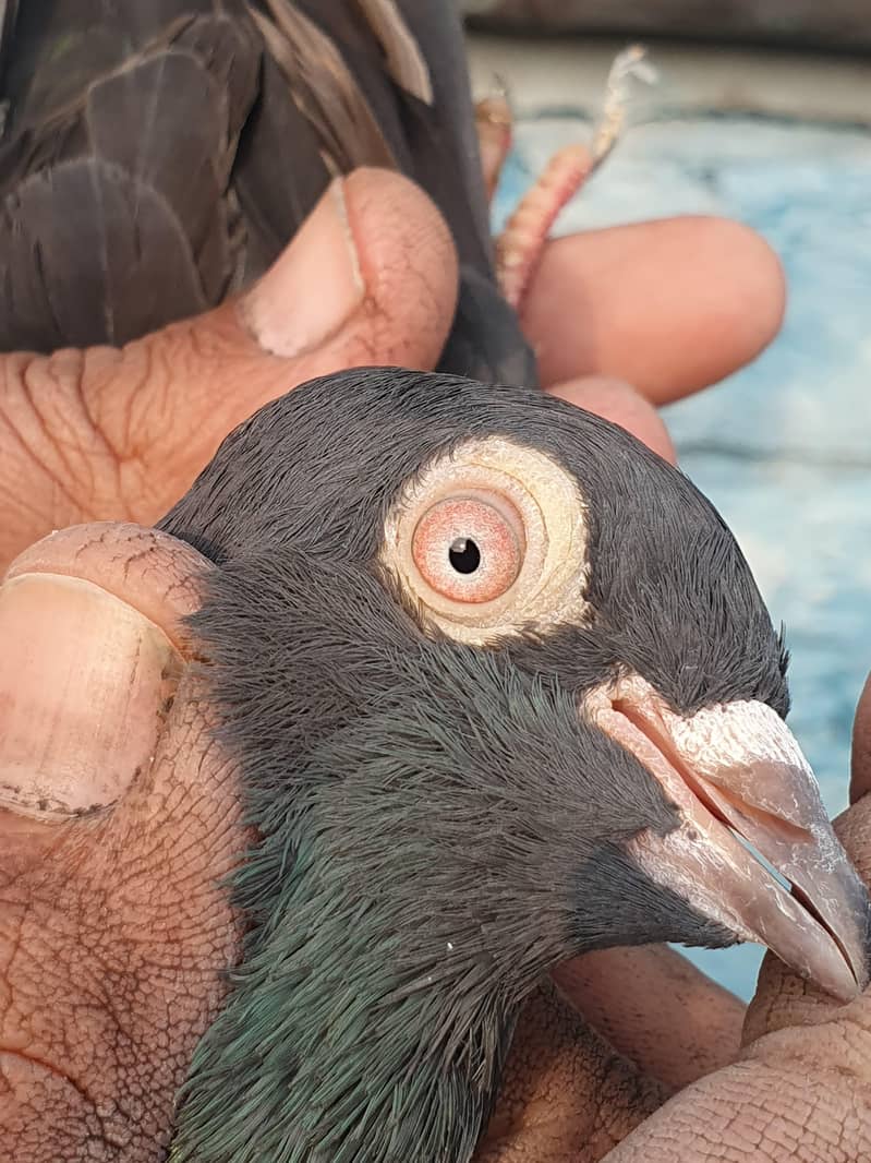 ٹیڈی اور زاکھ میل 5