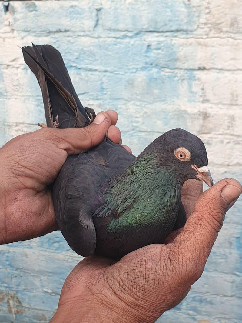 ٹیڈی اور زاکھ میل 6