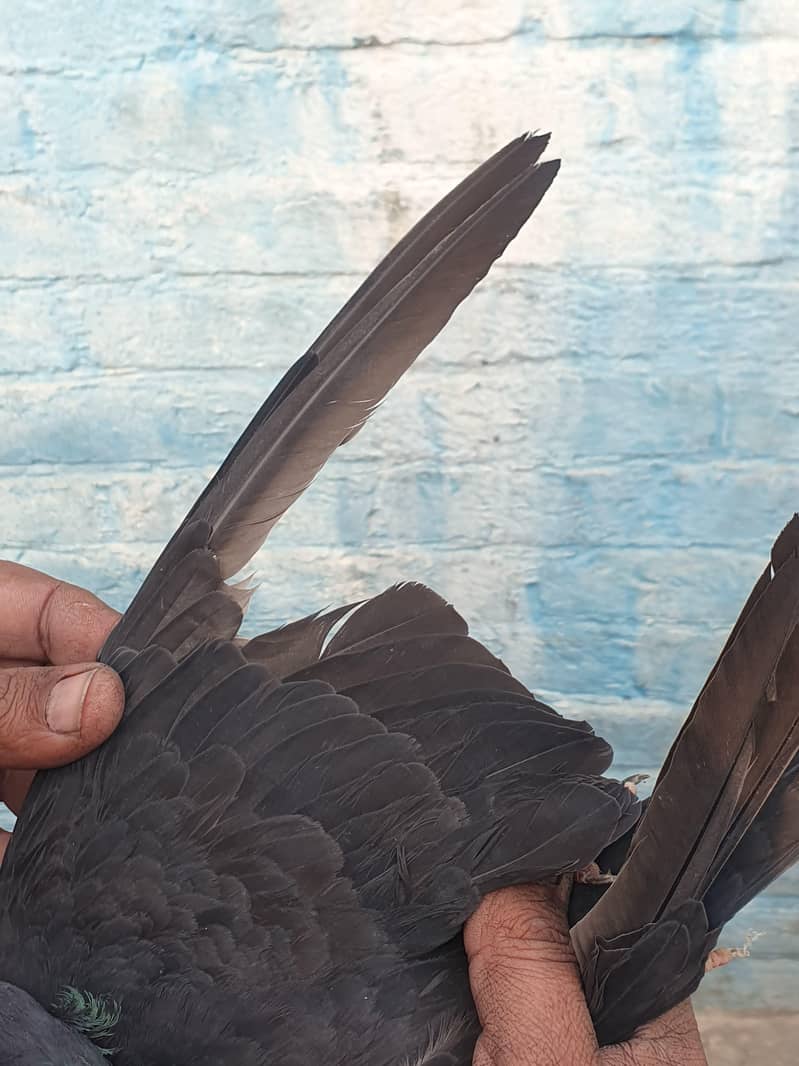 ٹیڈی اور زاکھ میل 7