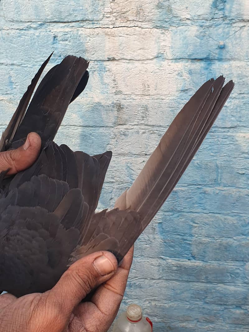 ٹیڈی اور زاکھ میل 8