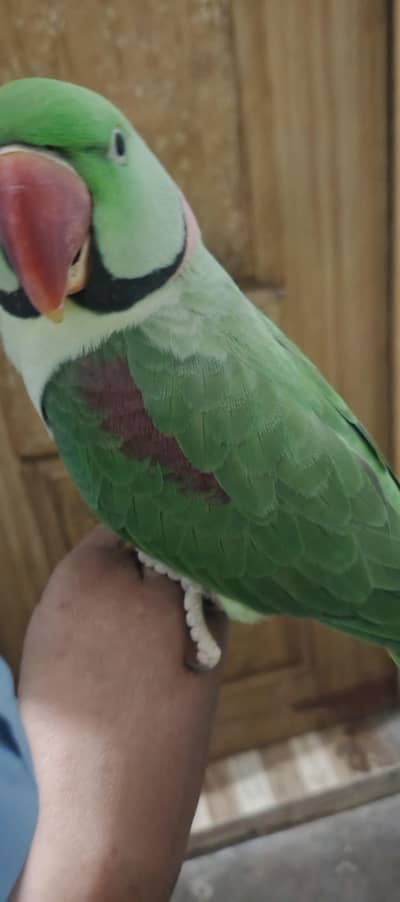 Hand Tame Talking Parrot 03213434479