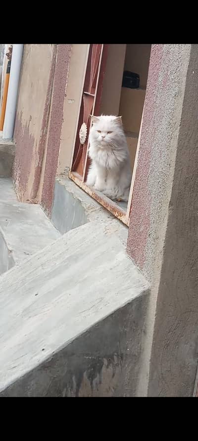 Persian cat for sale in reasonable price