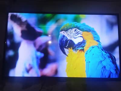 LED TV android 50 inch all ok