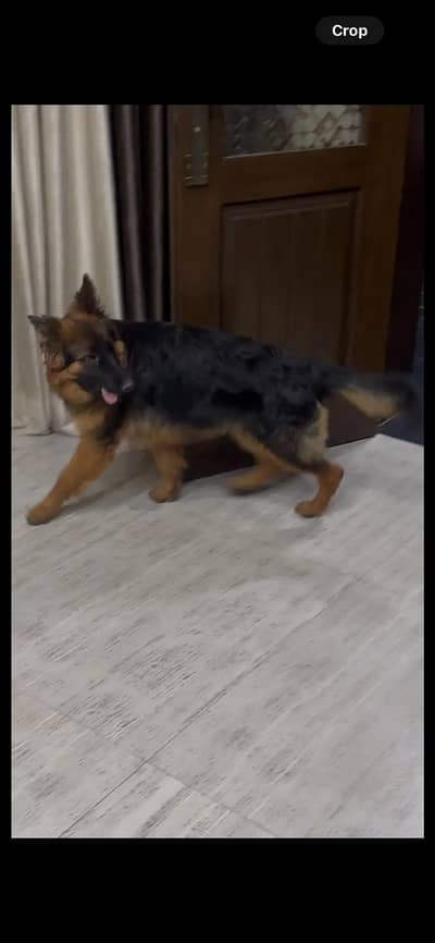 german shephered dog/ female black and tan / champion bloodline