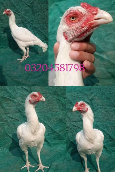 Heera female paper white big size  03204581798