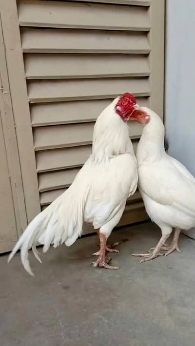 Quality White Heera Aseel Murgha Forsale.