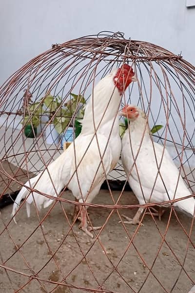 Quality White Heera Aseel Murgha Forsale.