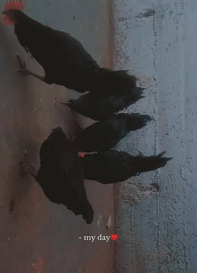 High Quality Australorp