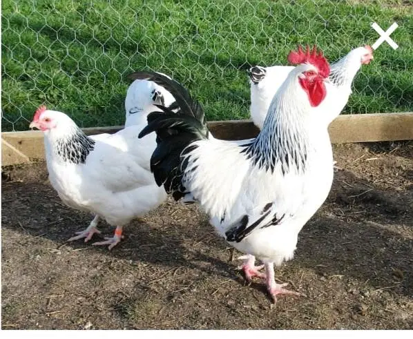 light Sussex high Quality fertile eggs  per 220/ — photo 4