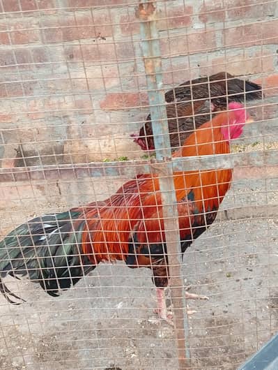 Aseel murga and murgi fully active for sale