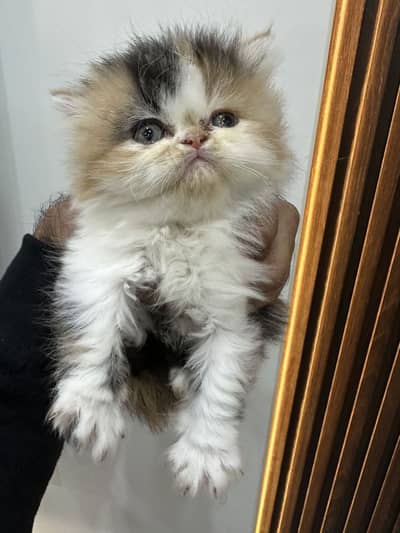 Persian full long coat kittens