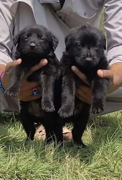 black German shepherd puppies for sale / puppy / german shepherd dog